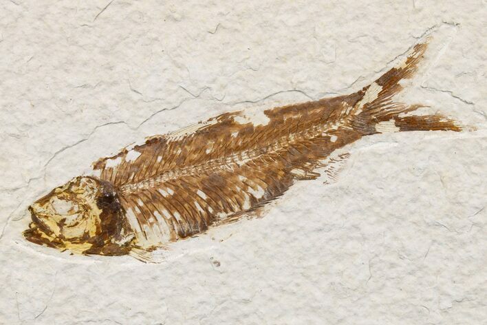 Detailed Fossil Fish (Knightia) - Wyoming #174675